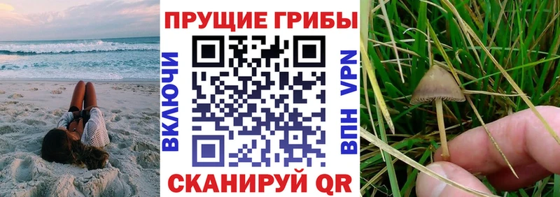 Галлюциногенные грибы GOLDEN TEACHER  Калининград 